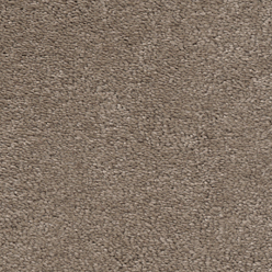 Magnificus Invictus at Crawley Carpet Warehouse